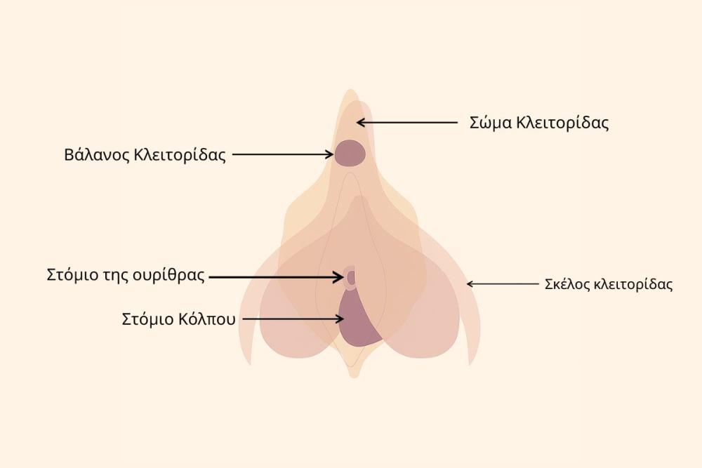 clitoral-diagram-inside-greek