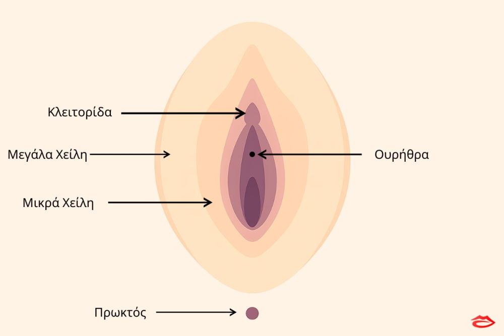 clitoral-diagram-outside-greek